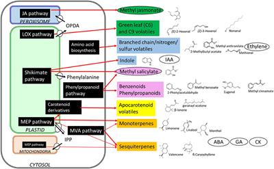 Editorial: Metabolism of Fruit Volatile Organic Compounds